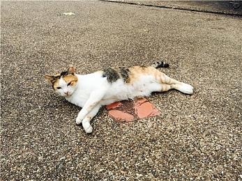 TGA 2024：《最后的生还者2：重制版》PC版4月3日推出