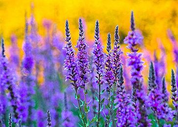 爱好者将经典RPG《辐射2》移植到任天堂Switch